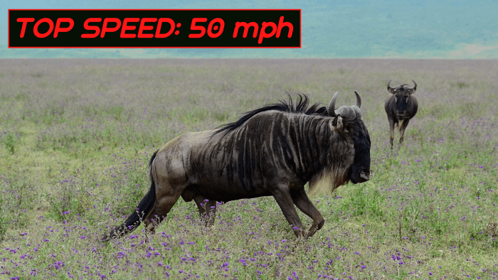 Also known as gnus, wildebeests are another type of antelope with exceptional running powers—especially over long distances.
