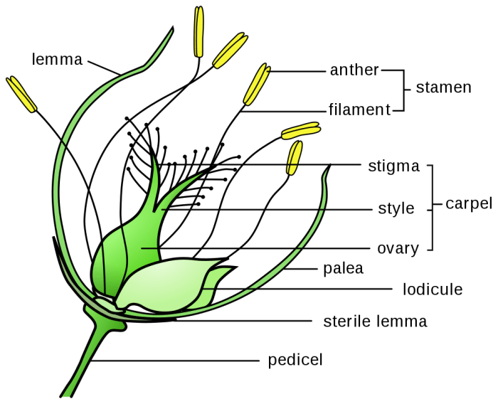 Structures of a grass floret
