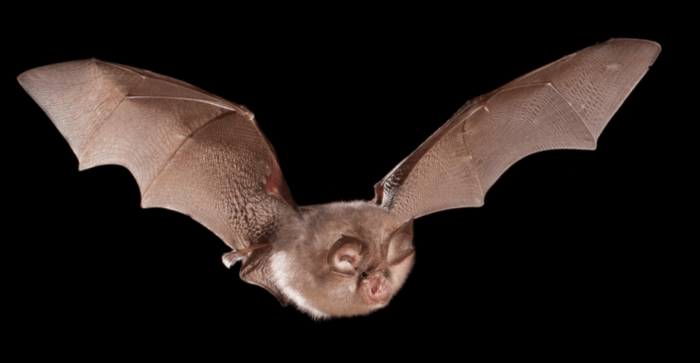 Horseshoe Bat (Rhinolophus hipposideros)