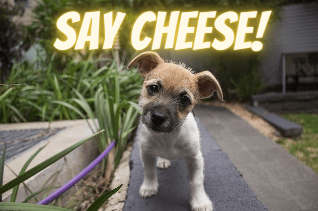 the-real-reason-dogs-go-crazy-for-squeaky-toys