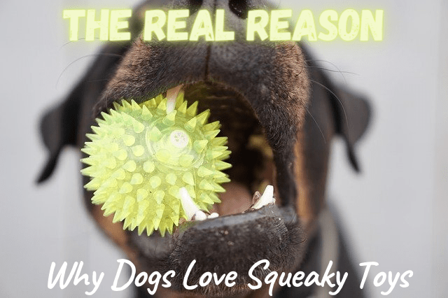 the-real-reason-dogs-go-crazy-for-squeaky-toys