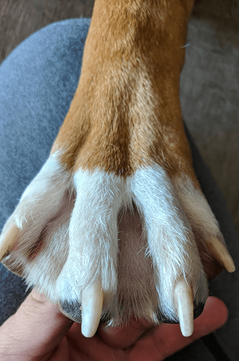 Dog's webbed foot