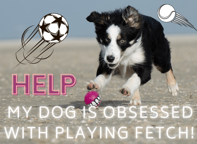 help-my-dog-is-obsessed-with-playing-fetch-ball-obsessions-in-dogs