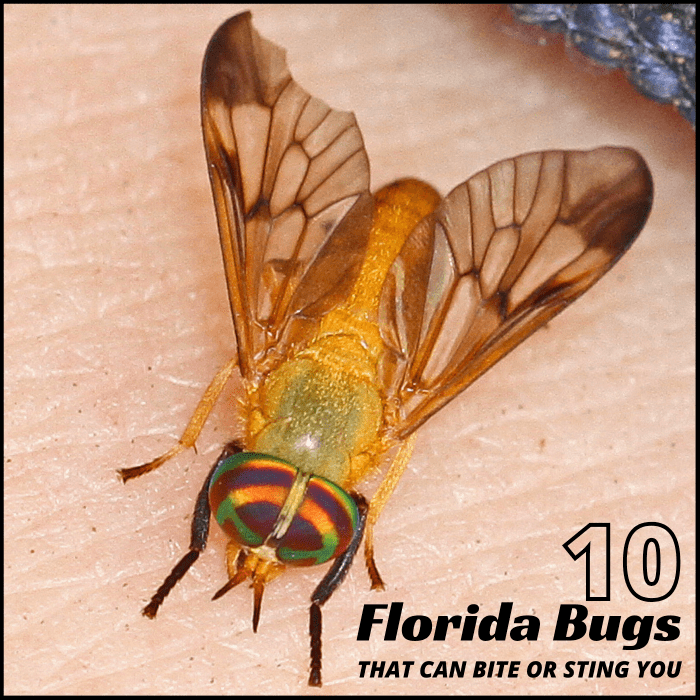 There are many bugs in Florida that can bite or sting you. Read on to find out about 10 of the most common culprits.