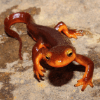 1. This image is 100 pixels wide, so it looks tiny on desktop and laptop monitors. On mobile devices, it appears full width, but it's very blurry and pixelated.