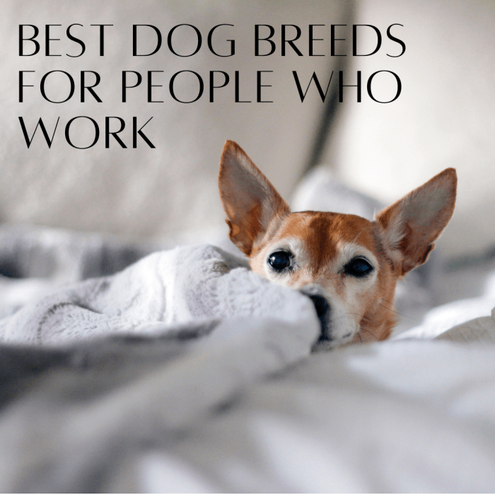 From the Basset Hound to the Chihuahua, these are the best dog breeds for someone who works all day.