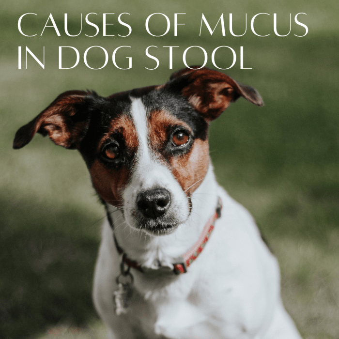 Bloody Mucus In Dog Stool Causes