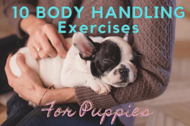 body-handling-exercises-for-puppies