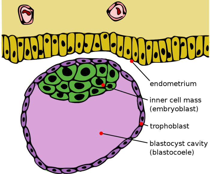 The blastocyst is fully developed by day five after conception. The cells of the inner cell mass are pluripotent.