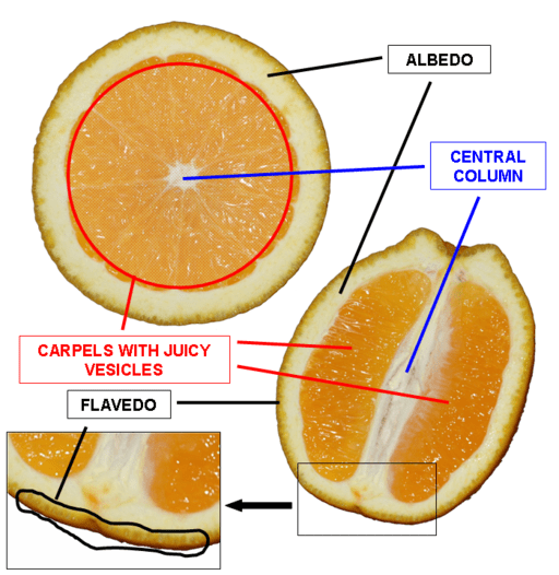 Facts About the Orange Tree - Description, Types & Uses - HubPages