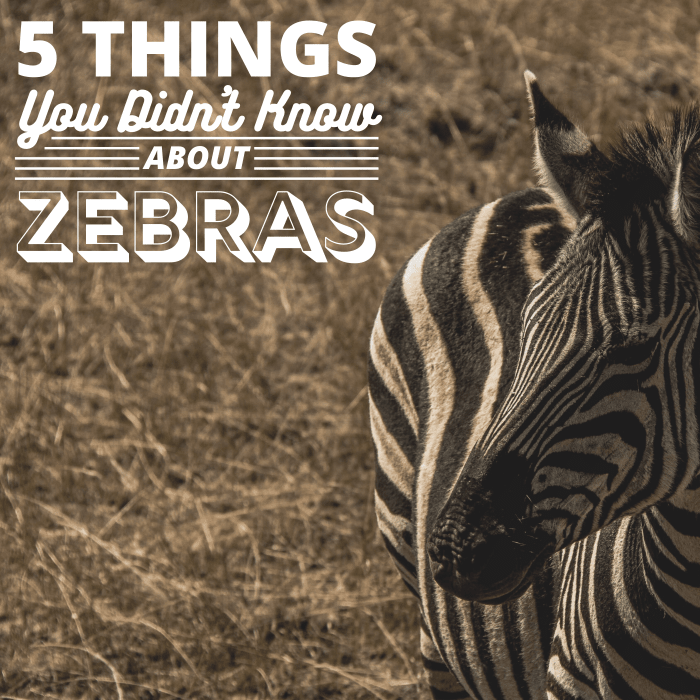 Almost everyone has seen a zebra at a zoo or on television, but few know just how unique these enigmatic equines really are.