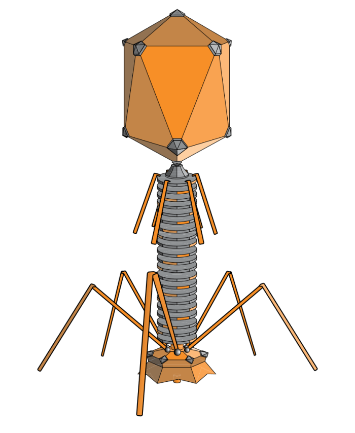 A phage is a virus that attacks bacteria, not human cells, but one type might play an indirect role in type 1 diabetes.