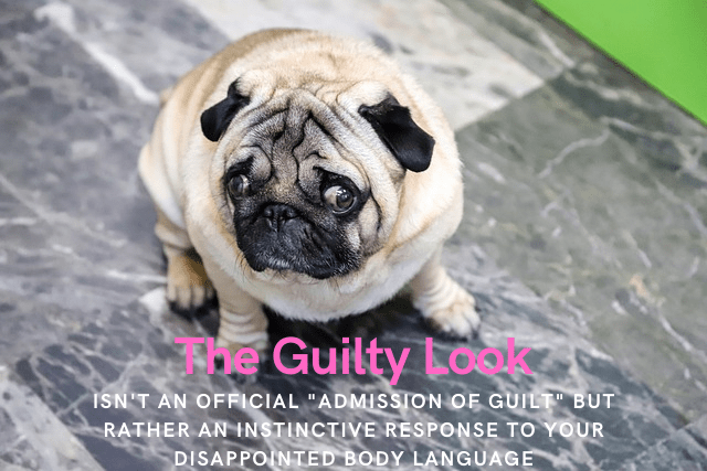 help-my-dog-destroys-things-when-left-alone