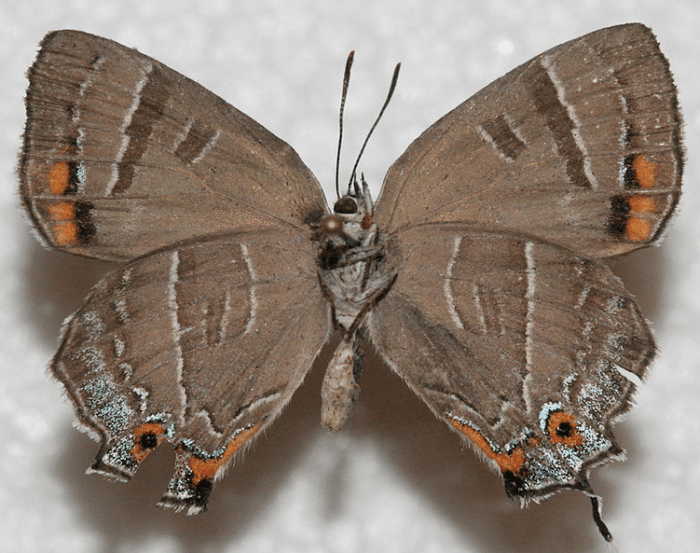 The Colorado hairstreak has a bright purple upperside and a brown underside.