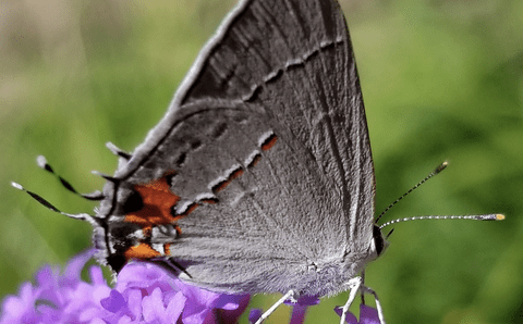 Which end is which? The hairstreak butterfly's tails make it hard for predators to tell.