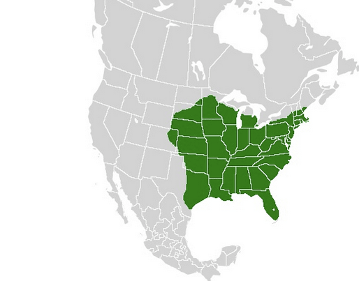 state-insect-of-virginia