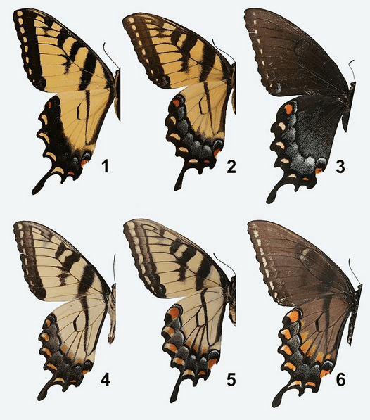 Sexual dimorphism in the tiger swallowtail