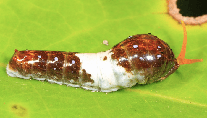 Immature tiger swallowtail caterpillar