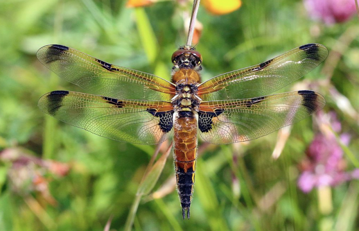Alaska's State Insect