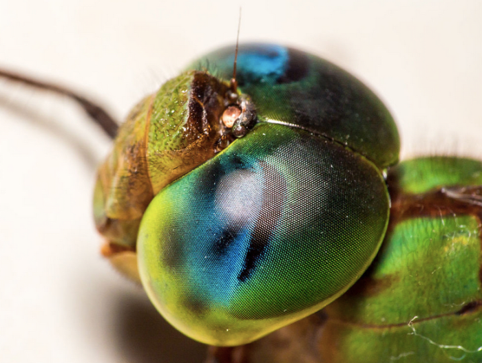 state-insect-of-alaska