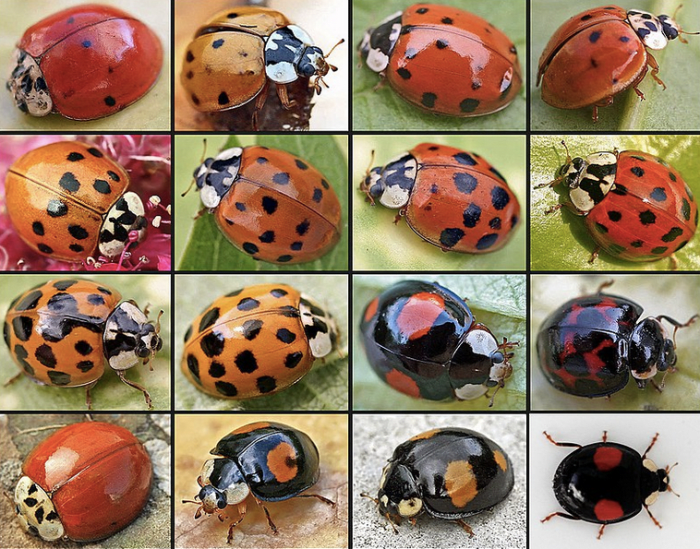 -state-insect-of-new-york
