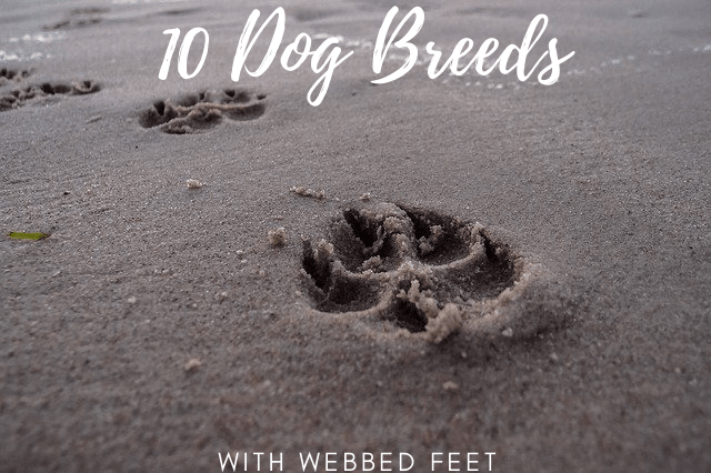 dog-breeds-with-webbed-łapki