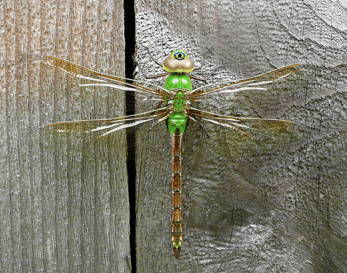 The State Insect Of Washington The Green Darner Dragonfly HubPages