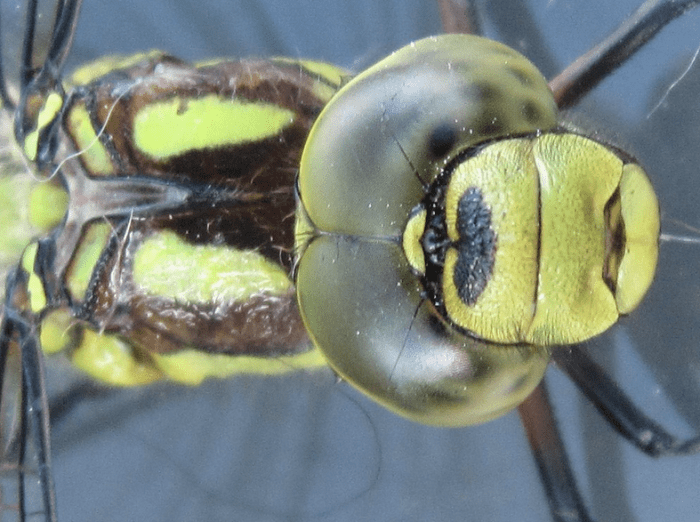 Dragonflies like the green darner use their excellent eyesight to chase down prey in mid-air