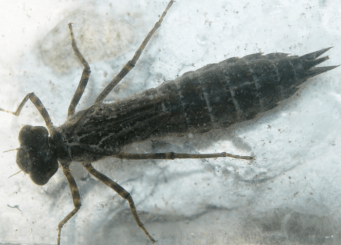 A dragonfly larva, or nymph