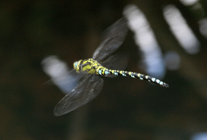 A southern hawker, a relative of the green darner, in flight.
