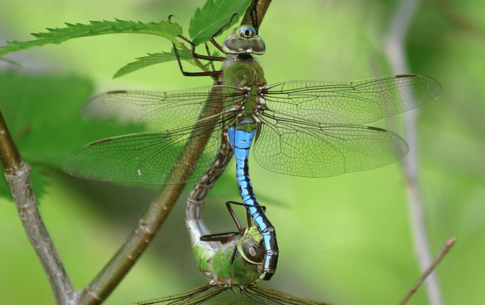 Green darner dragonflies, Washington's State Insect