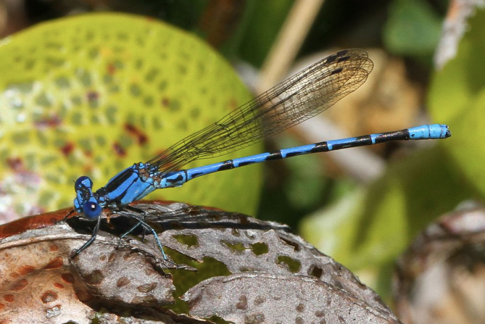 The state insect of Nevada, the vivid dancer damselfly