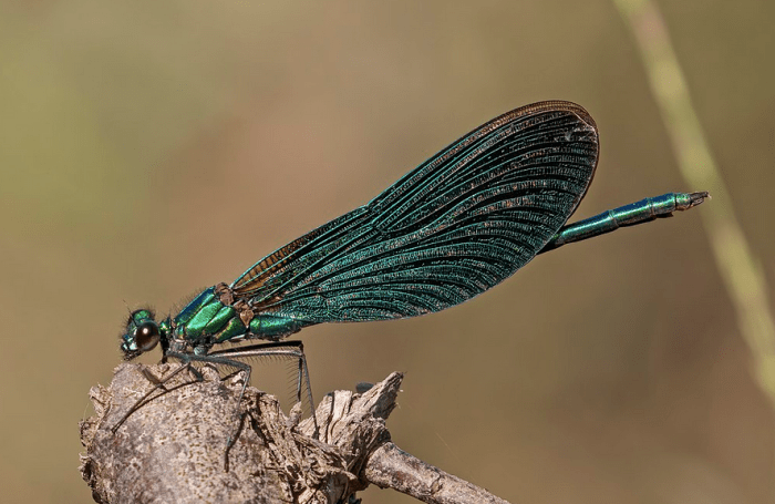 One of the vivid dancer's beautiful damselfly relatives