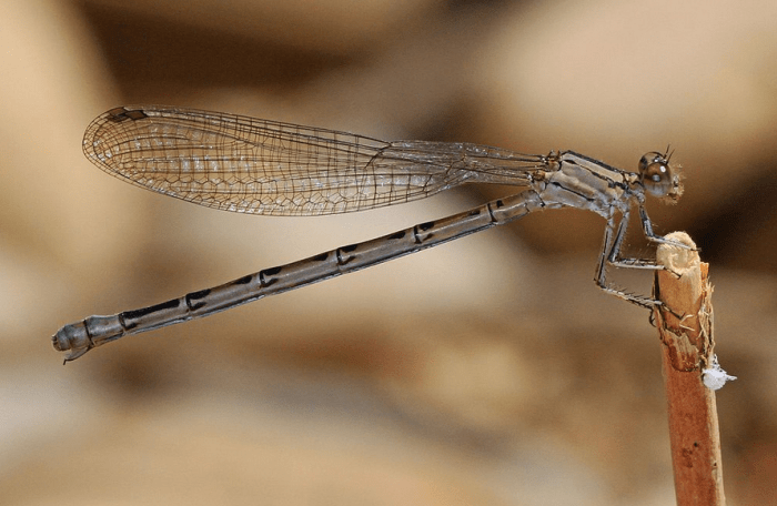 The vivid dancer, like all damselflies, holds its wings over its body like a butterfly