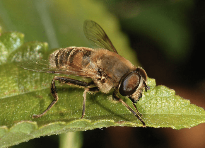 Eristalis tenax, a stingless drone fly that mimics the honeybee