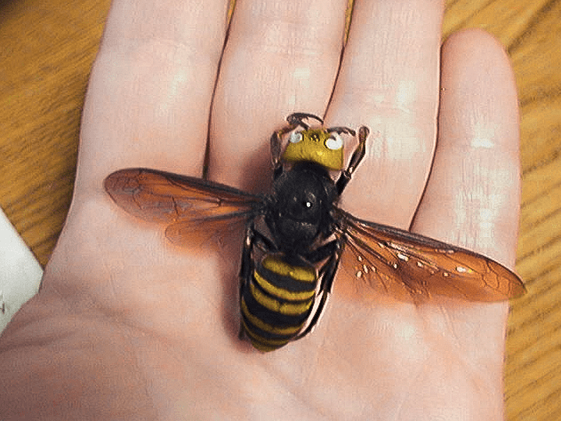 Giant Asian hornet, a predator on honeybees