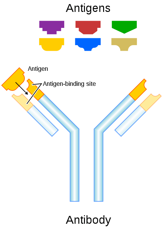 Structure of an antibody