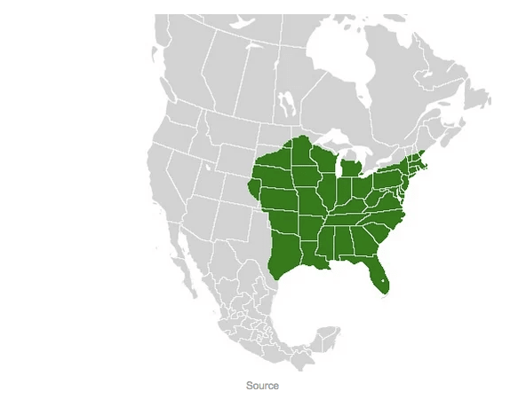 Where you will find the eastern tiger swallowtail