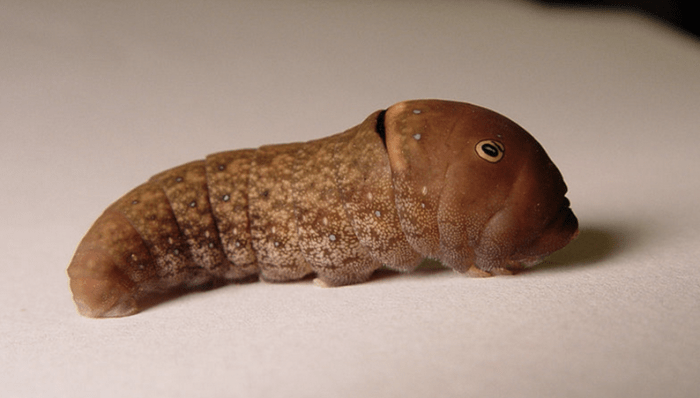Adult tiger swallowtail caterpillar, brown form