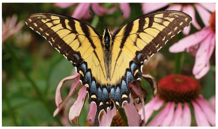the-state-butterfly-of-south-carolina-the-tiger-swallowtail