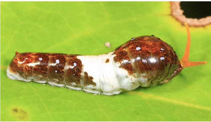 Immature tiger swallowtail caterpillars look like bird poop.