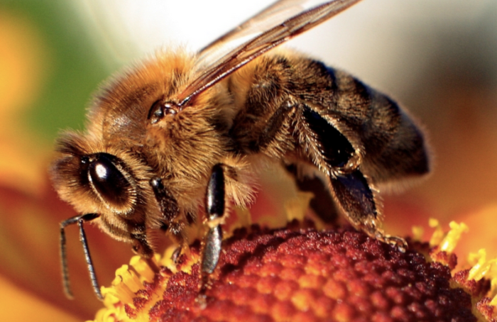 state-insect-of-kansas