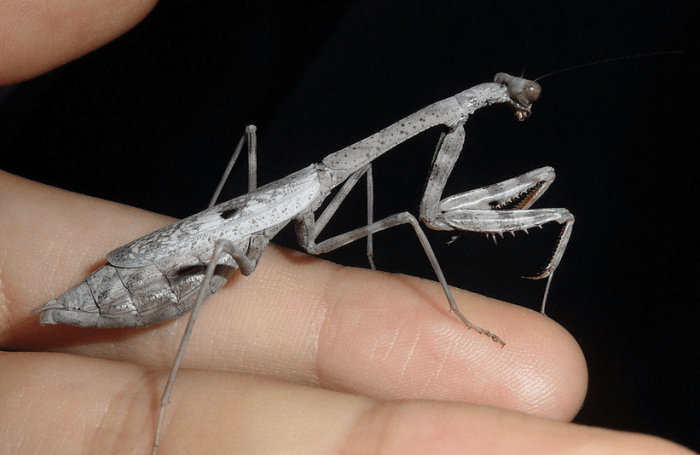 A female Carolina mantis