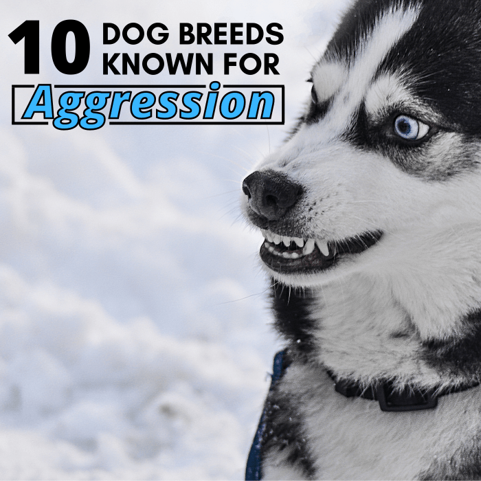 While no one dog breed is inherently vicious, some do have a higher likelihood of displaying aggressive behavior.