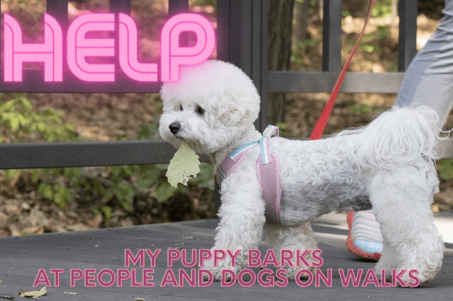 how-do-i-stop-my-puppydog-from-barking-at-everything-on-walks