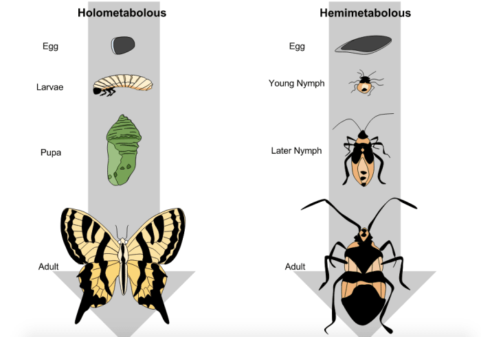 the-state-butterfly-of-tennessee