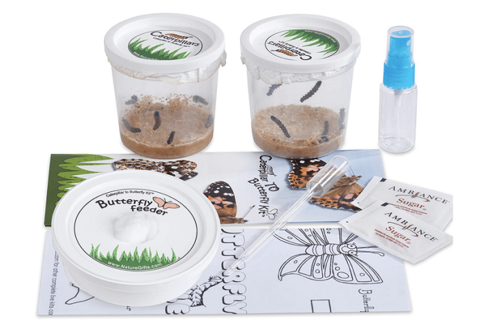 This butterfly rearing kit includes Vanessa cardui, a species closely related to the Kamehameha butterfly.