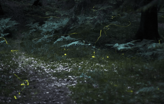 30-second exposure of fireflies in the woods.