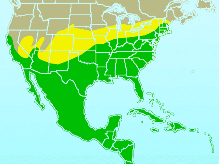 Approximate range/distribution map of the Northern Mockingbird (Mimus polyglottos). In keeping with WikiProject: Birds guidelines, yellow indicates the summer-only range, blue indicates the winter-only range, and green indicates the year-round range