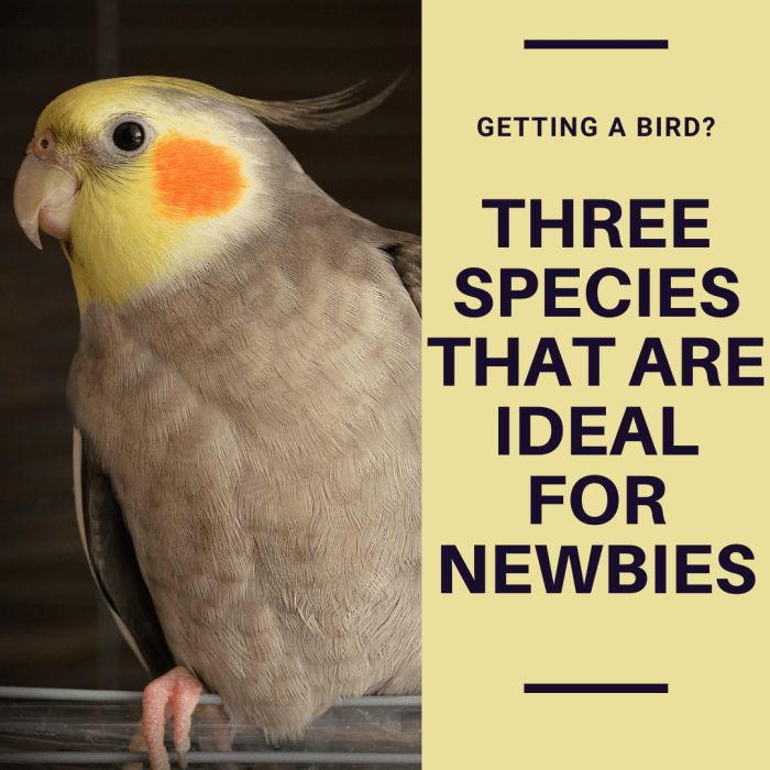For a budding bird owner, there are three specific types of birds that I would recommend for purchase: Parakeets, Cockatiels, and Lovebirds.
